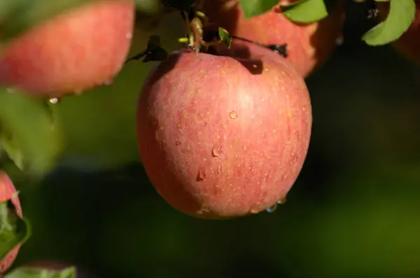 花园里的红苹果 — 图库照片