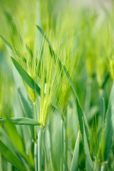 フィールドでの緑の小麦の穂 — ストック写真