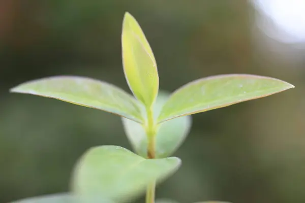 Pequenas Folhas Planta Verde Fundo Desfocado — Fotografia de Stock