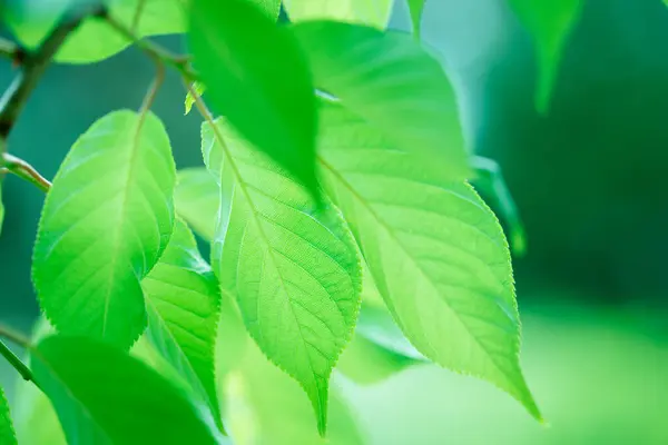 Свіже Весняне Зелене Листя Дереві Фон Природи — стокове фото