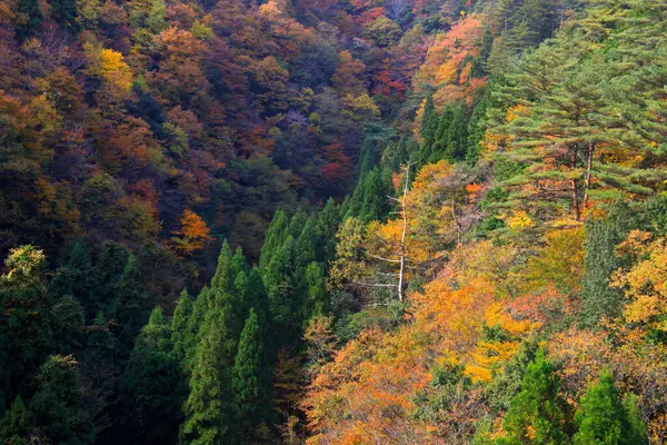 Dağlardaki güzel renkli orman. Japonya 'da sonbahar sezonu