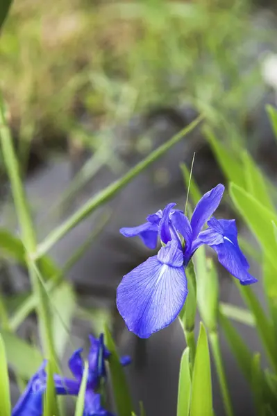 Schöne Blaue Blumen Garten — Stockfoto