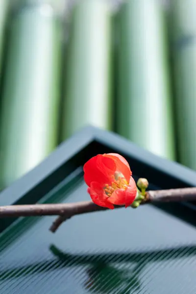 Espetacular Flor Vermelha Marmelo Japonês Fundo Bambu — Fotografia de Stock