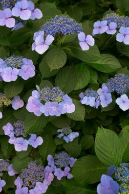 Güneş ışığında renkli yaz çiçekleri 