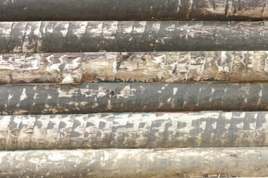 Ağaç kütükleri doku, ahşap arkaplan