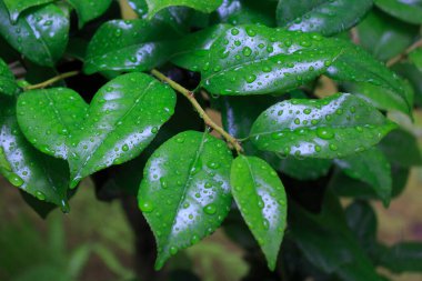 Yağmurdan sonra yeşil yapraklar