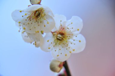 kiraz çiçekleri güzel arkaplan yakın görünüm