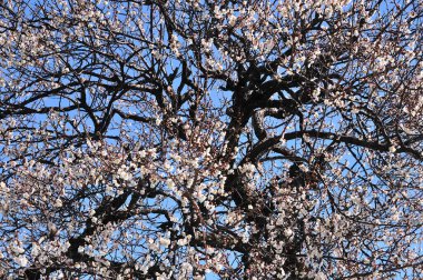 Güzel bahar çiçekleri, mavi gökyüzünde çiçek açan ağaçlar.  