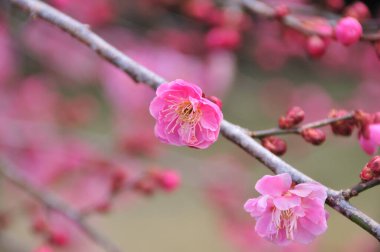 Bahçedeki güzel pembe çiçekler, baharda açan ağaçlar.