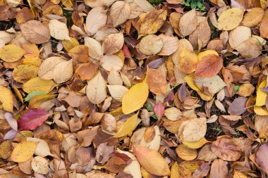 Sonbahar yaprakları, sonbahar bitkileri 