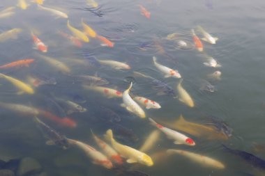 Gölette renkli koi balığı 