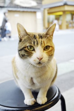 Taburede oturan kedinin yakın görüntüsü