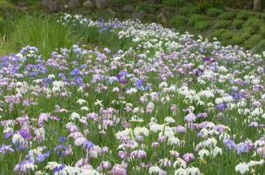 Bahçedeki güzel çiçekler