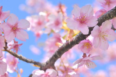 inanılmaz renkli çiçekler, bitki konsepti