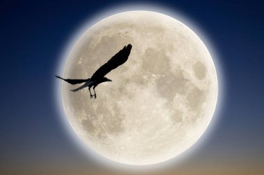 Gece gökyüzünde ay ve uçan kuş.