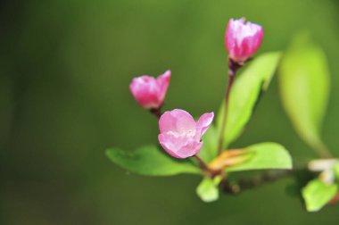 Pembe çiçekli kiraz ağacı. Baharda sakura çiçekleri