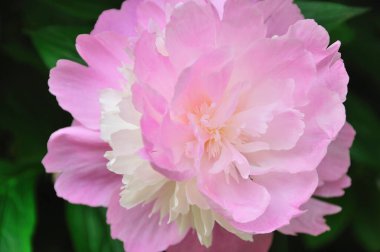 inanılmaz renkli çiçekler, bitki konsepti