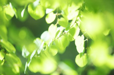 Ağaçta taze bahar yeşili yapraklar. Doğa arkaplanı