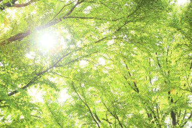 Yaz parkında gündüz vakti yeşil bitkiler ve ağaçlar 