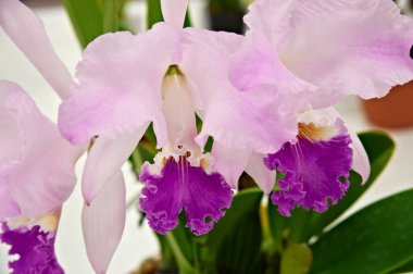 Vazoda beyaz taç yaprakları olan mor bir çiçek.