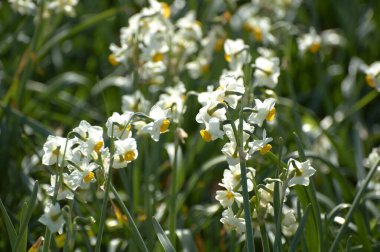 Yaklaş - Bahçedeki beyaz nergis çiçeğine.