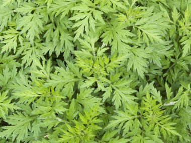 Yeşil bitkilerin güzel doğal arkaplanı. 