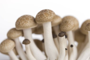 Beyaz masada taze Shimeji mantarları.