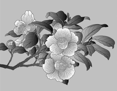 Amberçiçeği çizimi