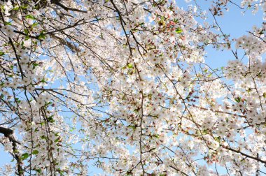 Bahar parkındaki ağaçta kiraz çiçeği 
