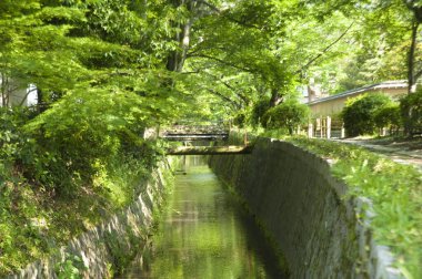 Çevresi yeşil ağaçlarla çevrili güzel, küçük bir nehrin manzarası.