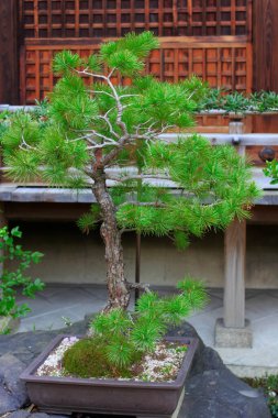 Şehir parkında Japon bonsai ağacı