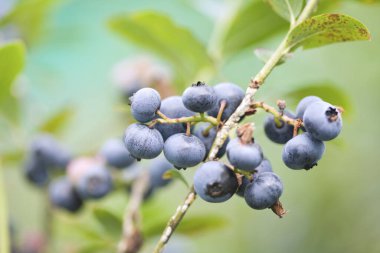 Ağaç dalında bir demet yaban mersini