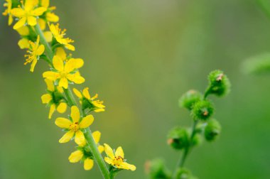 Yeşil arka planı olan sarı bir çiçek.