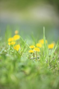 Renkli bahar çiçekleri güneş ışığında çiçek açıyor 