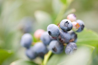 Ağaç dalında bir demet yaban mersini