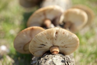 Ormanda mantar yetişiyor. Kapat.