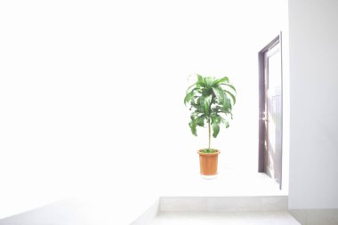 Işıl ışıl iç kısımda, tencerede güzel yeşil bitki          