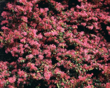 Bahçedeki güzel çiçekler