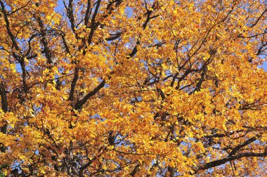 Parlak renkli sonbahar yaprakları, sonbahar bitkileri 