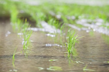 Japonya 'daki pirinç tarlası doğa geçmişi üzerine