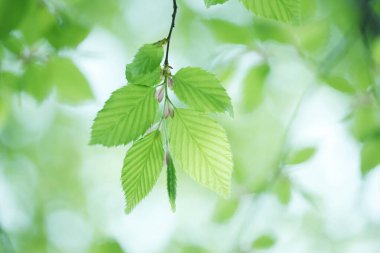 Ağaçta taze bahar yeşili yapraklar. Doğa arkaplanı