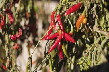 Bahçeden sarkan kırmızı biberler