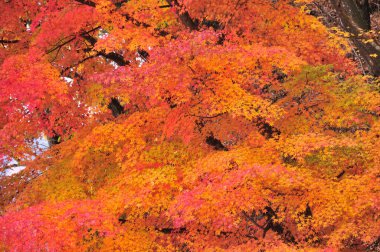 Dağ ormanlarındaki ağaçlar renkli yapraklarla kaplıdır.