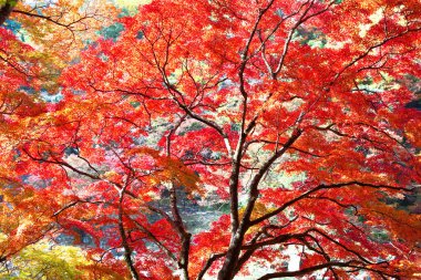 Kırmızı akçaağaçlı güzel sonbahar arkaplanı