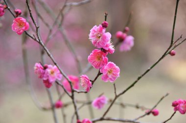 kiraz çiçekleri güzel arkaplan yakın görünüm
