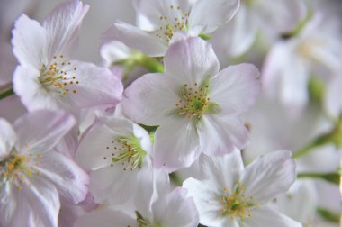 Ağaçtaki güzel beyaz çiçekler