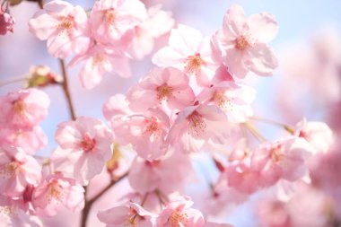 Renkli bahar çiçekleri güneş ışığında çiçek açıyor 