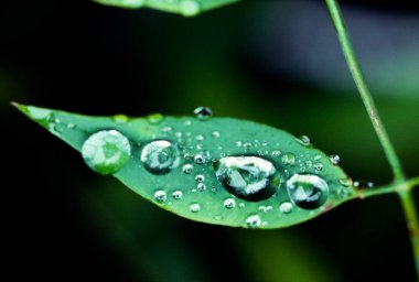Yeşil yapraklı yağmur damlaları
