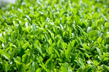 Taze çay tomurcukları ve yapraklar. Çay tarlaları..