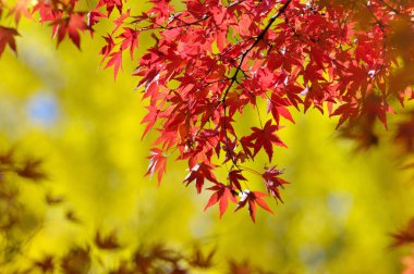 Sonbaharda sonbahar yaprakları